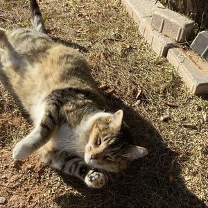 2022 💯Visits from wiskies here he is rolling around the dirt being sneaky